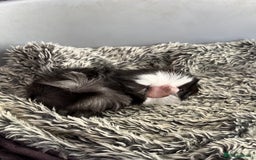 Guinea Pig rodents for sale: Boy guinea pigs for sale  - Image 1