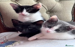 Mixed Breed cats for sale: Ready now! Oriental x British shorthair kittens - Image 25