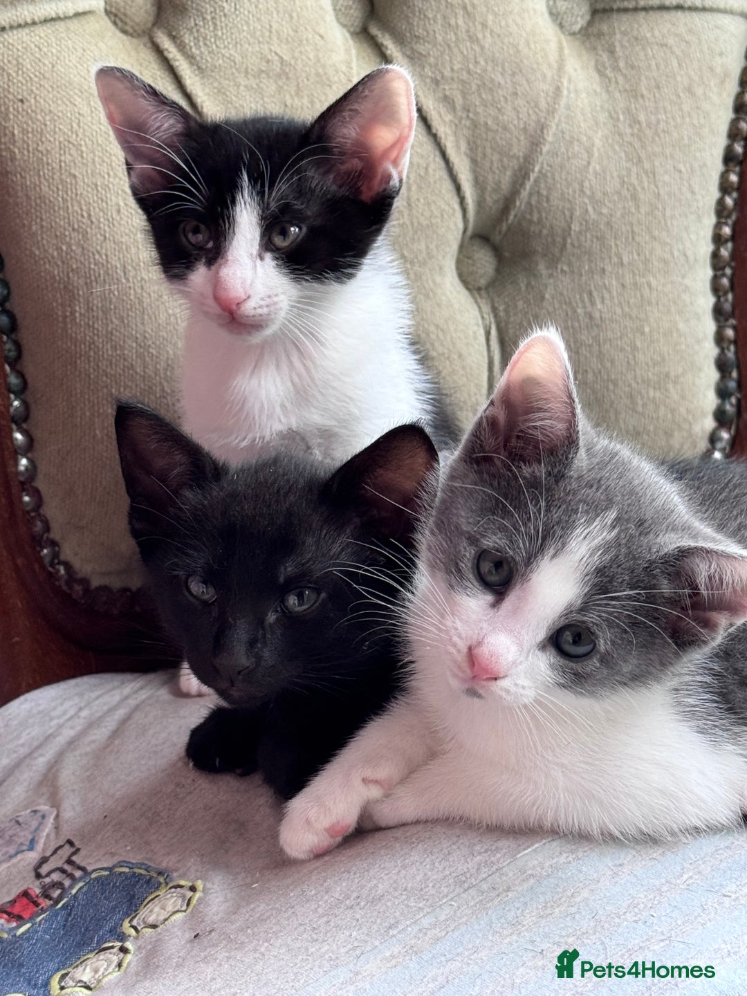 Mixed Breed cats for sale: Ready now! Oriental x British shorthair kittens - Image 25
