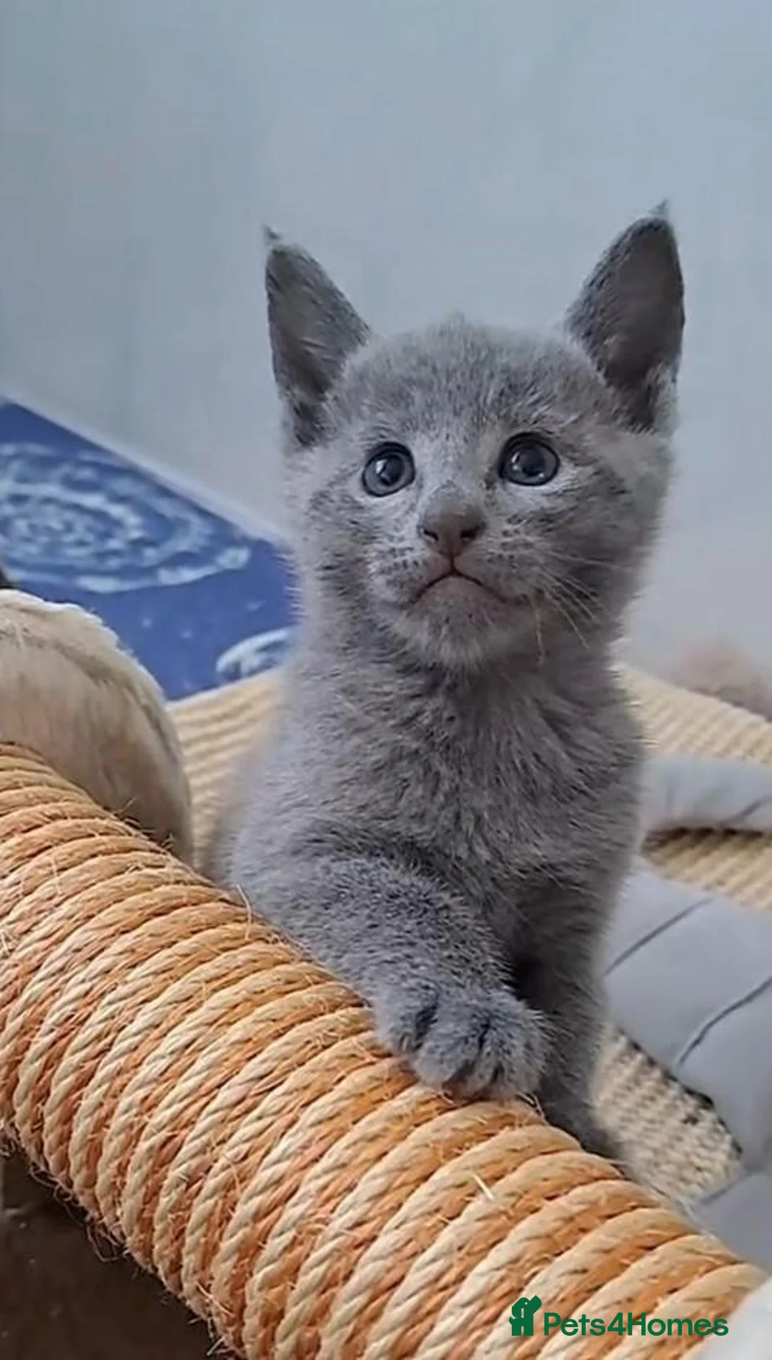 Russian Blue cats for sale: Velvet Paws SilverBlue Dreams Russian Blue Kittens - Advert 2