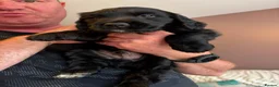 Sprocker dogs for sale: Gorgeous sprocker pups - Advert 7