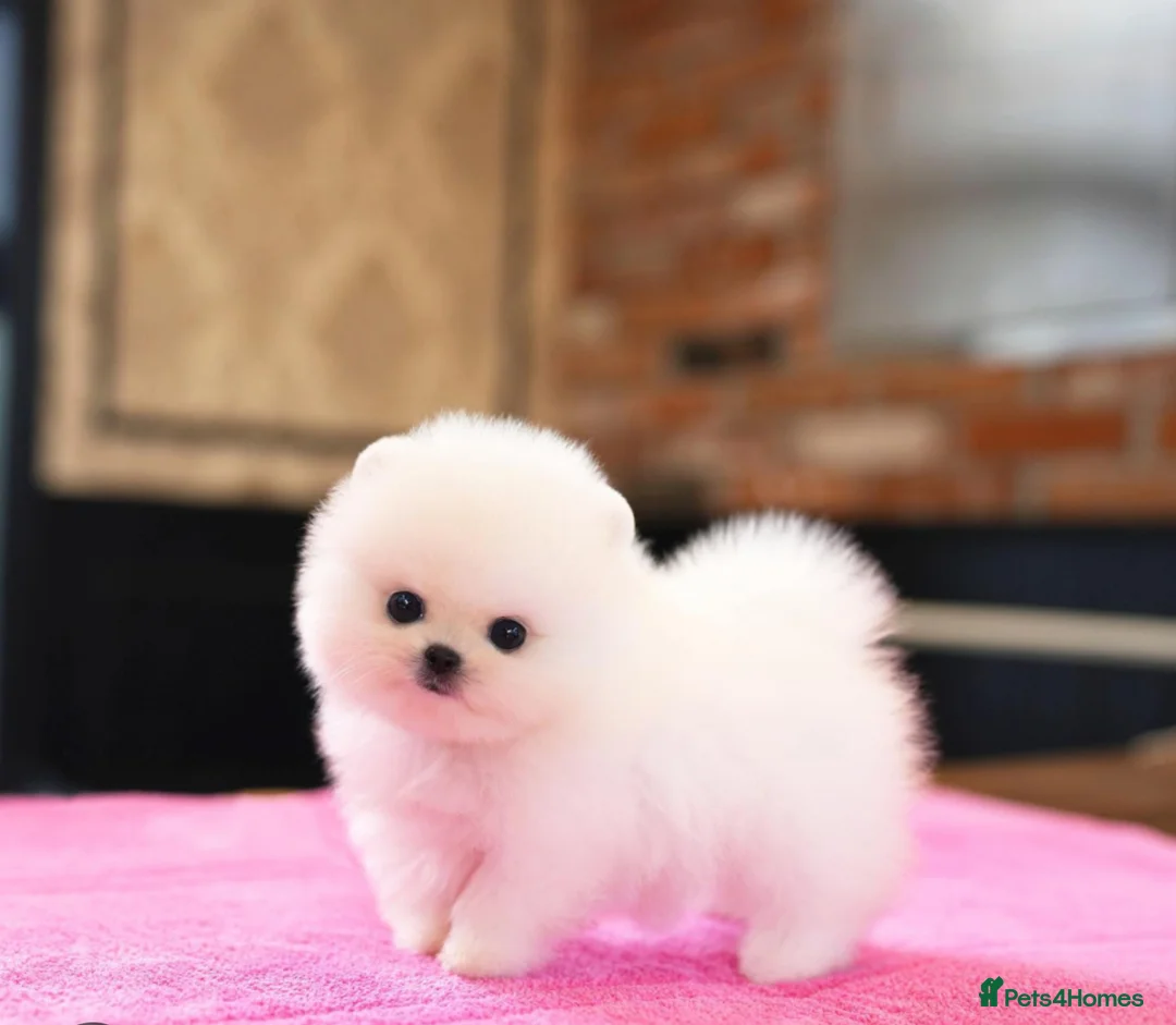 Pomeranian dogs for sale: Beautiful fluffy Pomeranian puppy ready to leave   - Advert 1