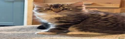 Ragdoll cats for sale: Ragdoll X Bengal kittens  - Advert 2