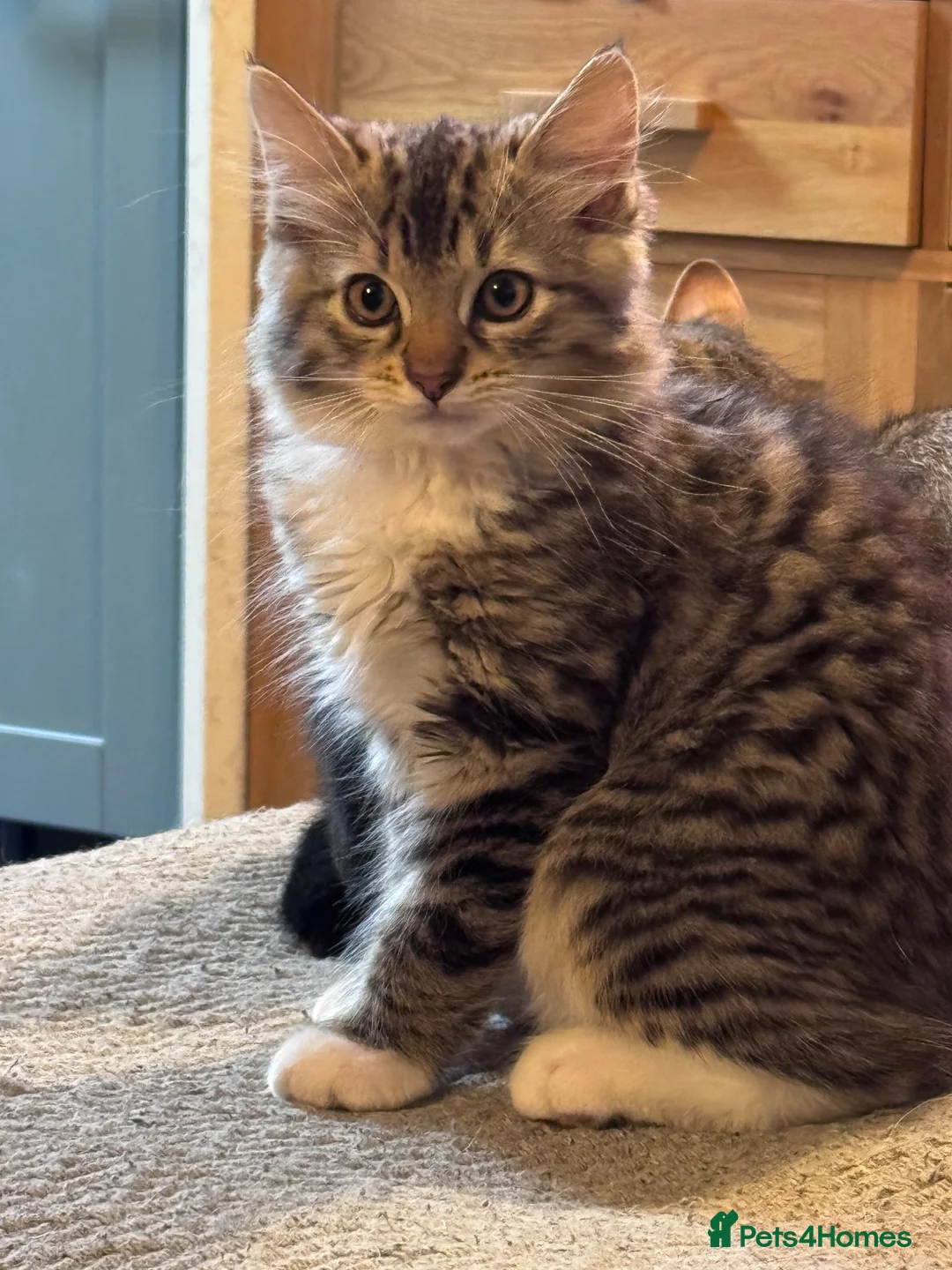 Ragdoll cats for sale: Ragdoll X Bengal kittens  - Advert 2