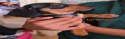 Miniature Dachshund dogs for sale: BLACK/TAN Adorable dachshund puppies for sale😍 - Advert 27