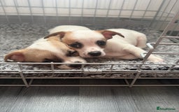 Chihuahua dogs for sale: Beautiful chihuahua puppys - Image 20