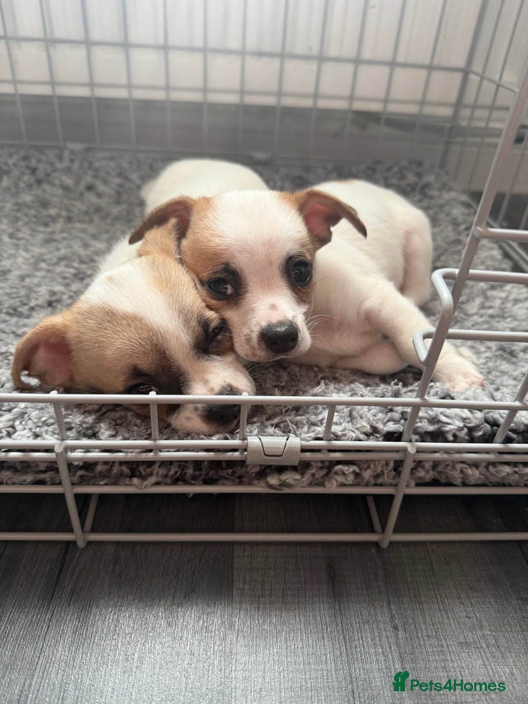 Chihuahua dogs for sale: Beautiful chihuahua puppys - Image 20