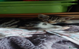 Mixed Breed cats for sale: Bautifull kittens - Image 2