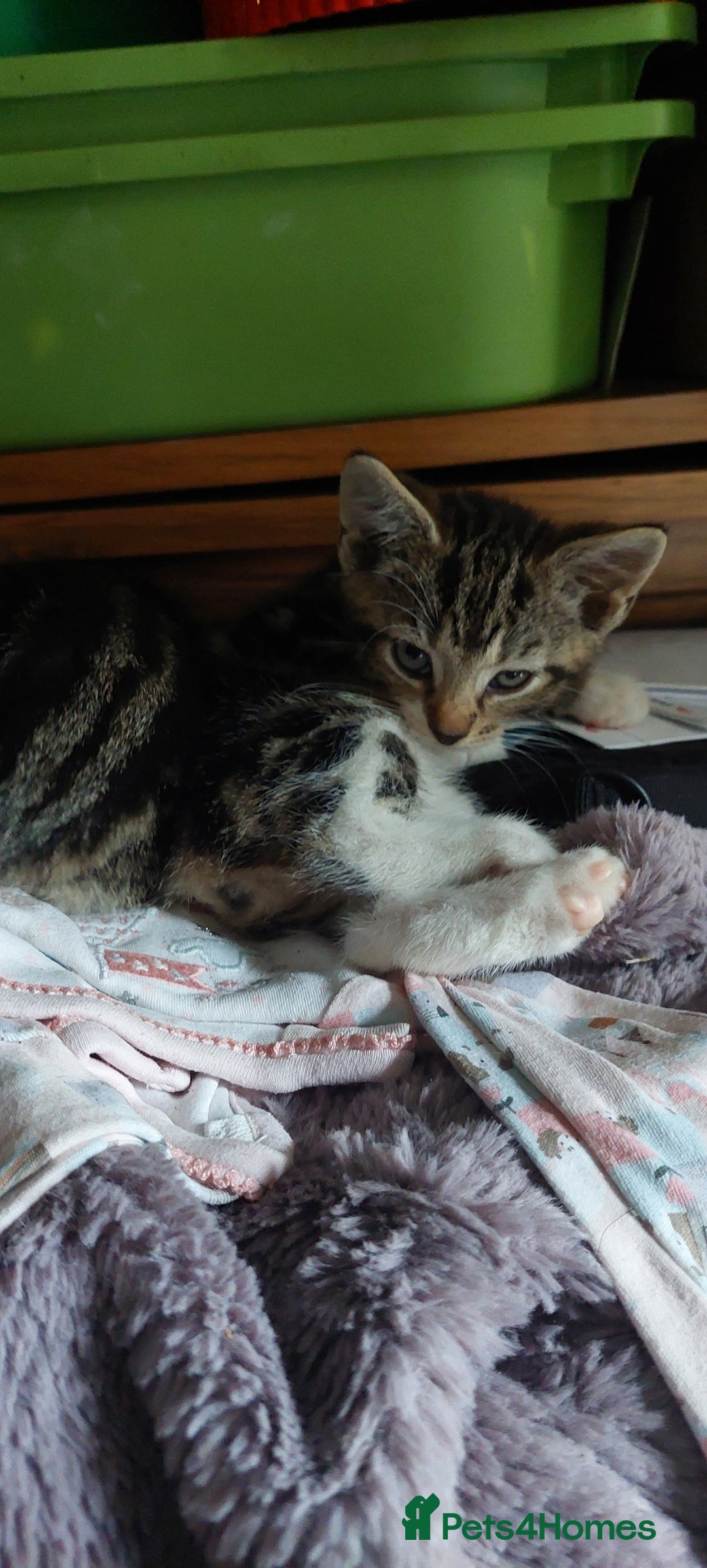 Mixed Breed cats for sale: Bautifull kittens - Image 2