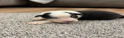 Australian Shepherd dogs for sale: 7 stunning Australian Shepards  - Advert 32