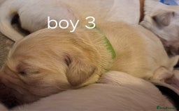 Golden Retriever dogs for sale: Golden retriever puppies  - Image 12