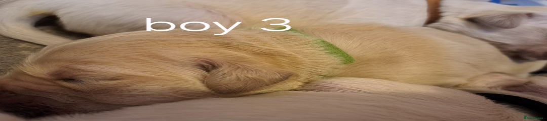 Golden Retriever Puppy 4