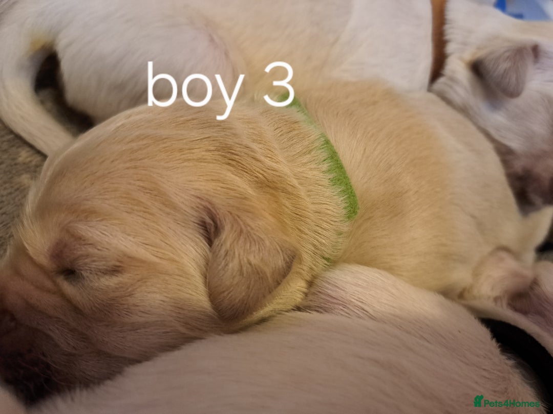 Golden Retriever dogs for sale: Golden retriever puppies  - Image 12