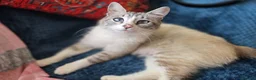 Mixed Breed cats for sale: 1 Gorgeous Female Kitten-Ready Now -Vet Checked - Advert 2
