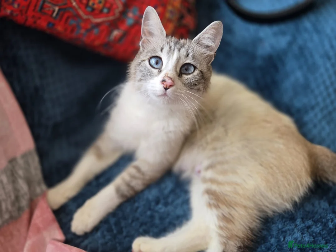 Mixed Breed cats for sale: 1 Gorgeous Female Kitten-Ready Now -Vet Checked - Advert 2