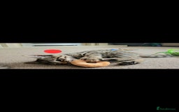 Bengal cats for sale: Elven Bengals - Image 9