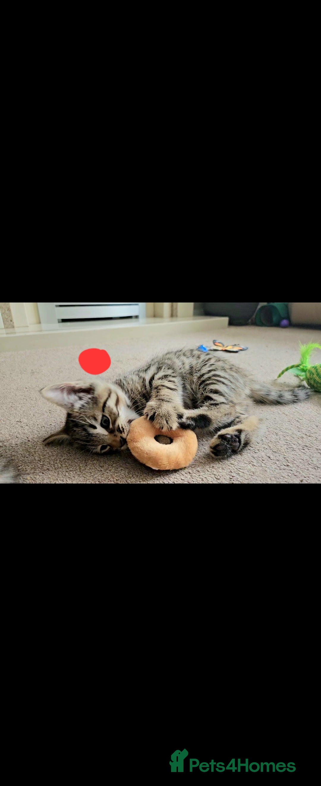 Bengal cats for sale: Elven Bengals - Image 9