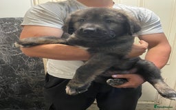 Caucasian Shepherd Dog dogs for sale: Beautiful pups from large parents  - Image 2