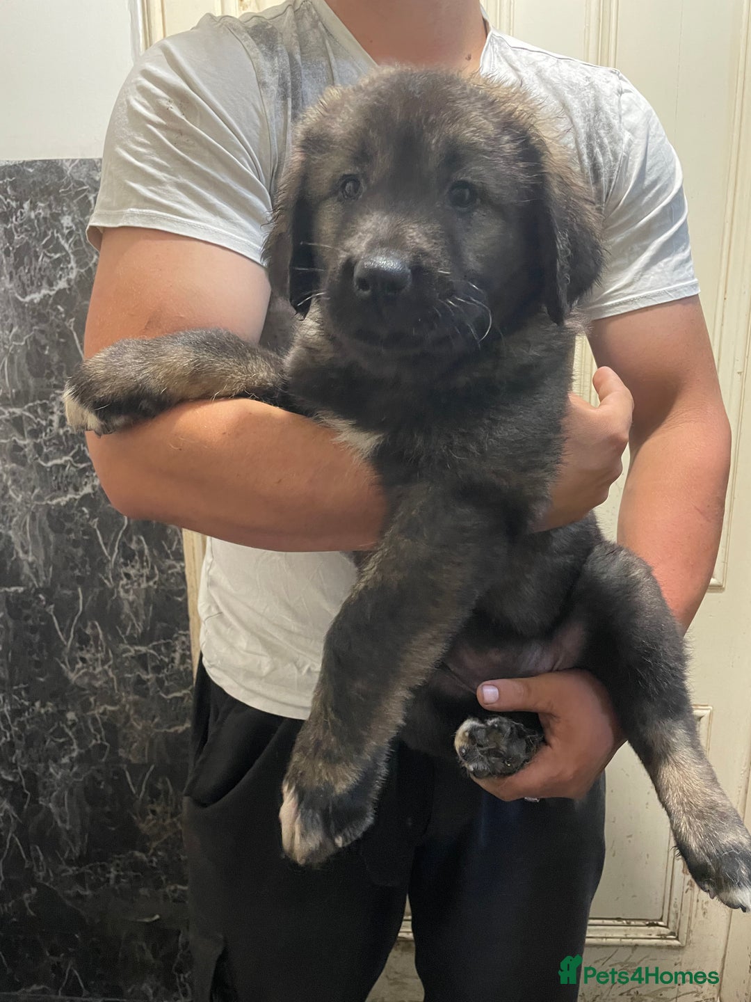 Caucasian Shepherd Dog dogs for sale: Beautiful pups from large parents  - Image 2