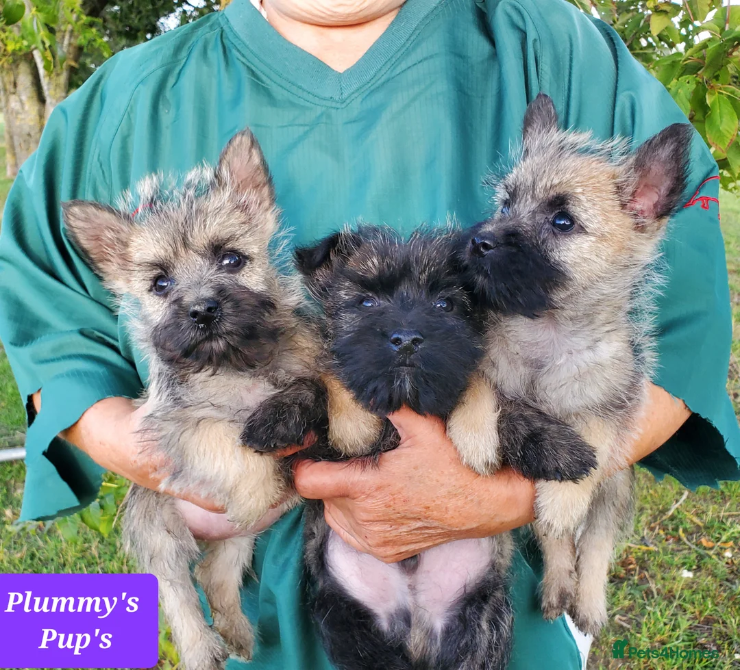 Cairn Terrier dogs for sale: Beautiful litter of Pedigree Cairn Terrier’s  - Advert 3