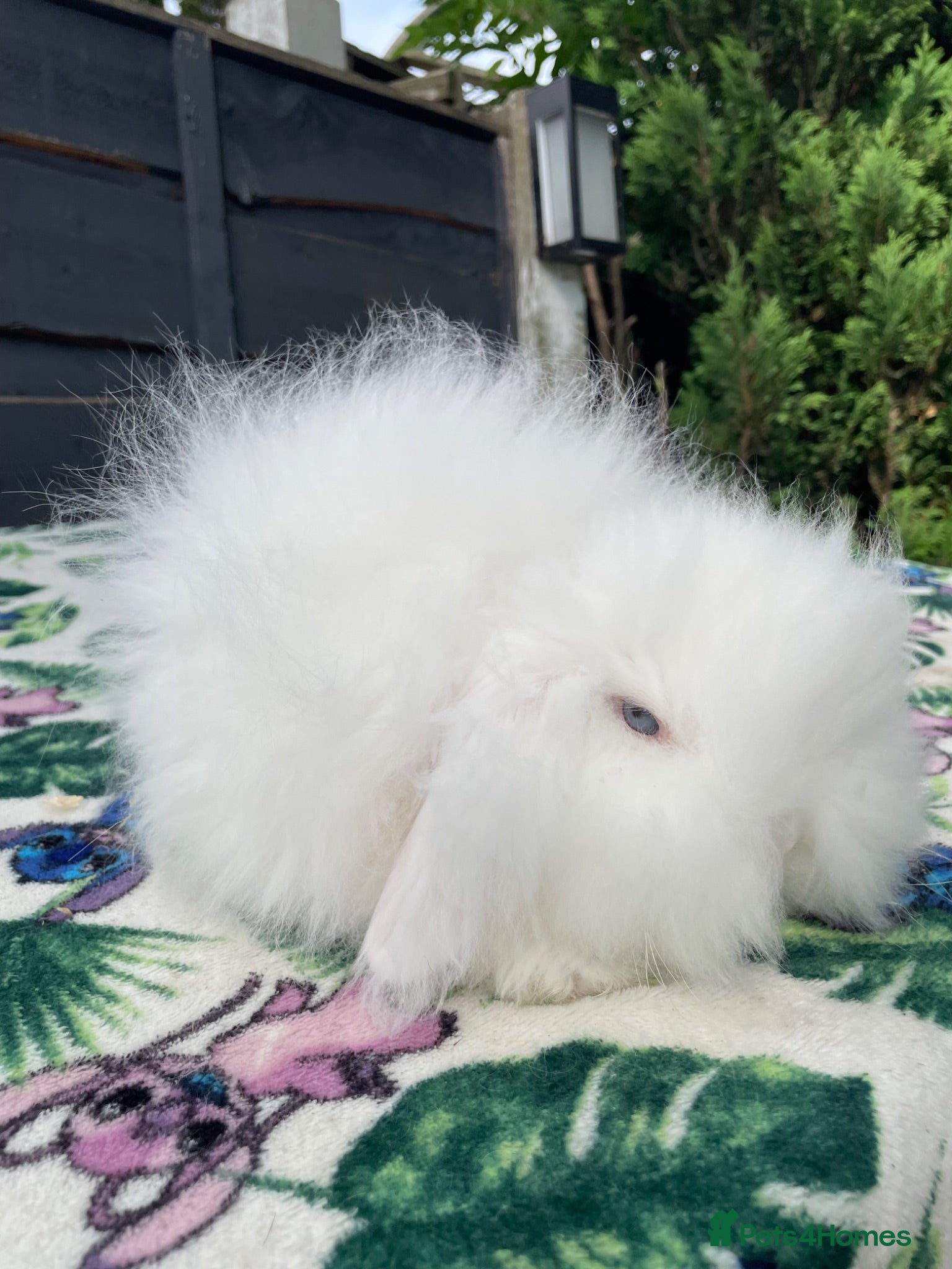 Mini Lion Lop rabbits Stunning TeddyWidder Babies  - Advert 8