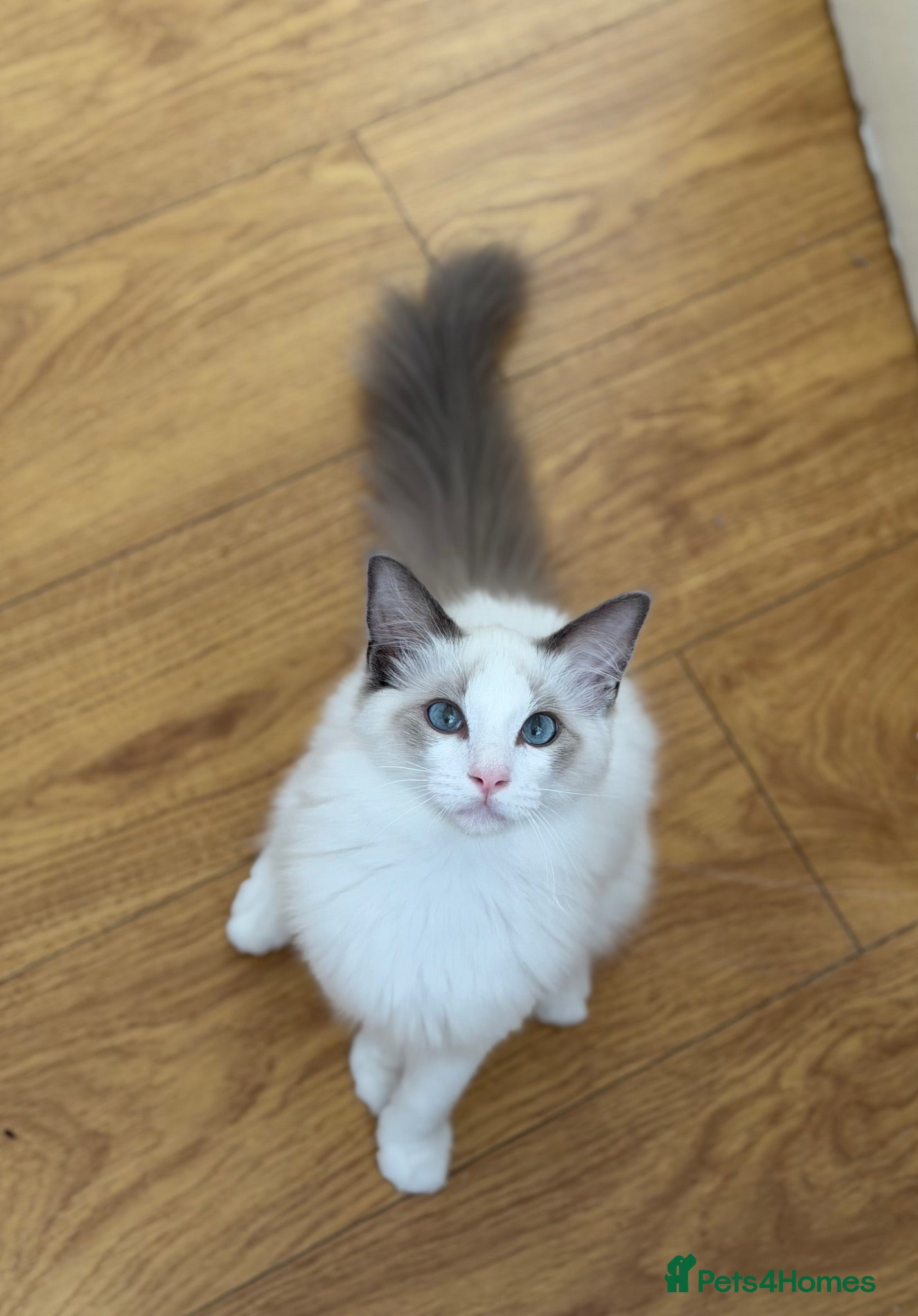Ragdoll cats Ragdoll Male Kitten - Advert 1
