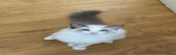 Ragdoll cats for sale: Ragdoll Male Kitten in Stoke-on-Trent - Advert 1