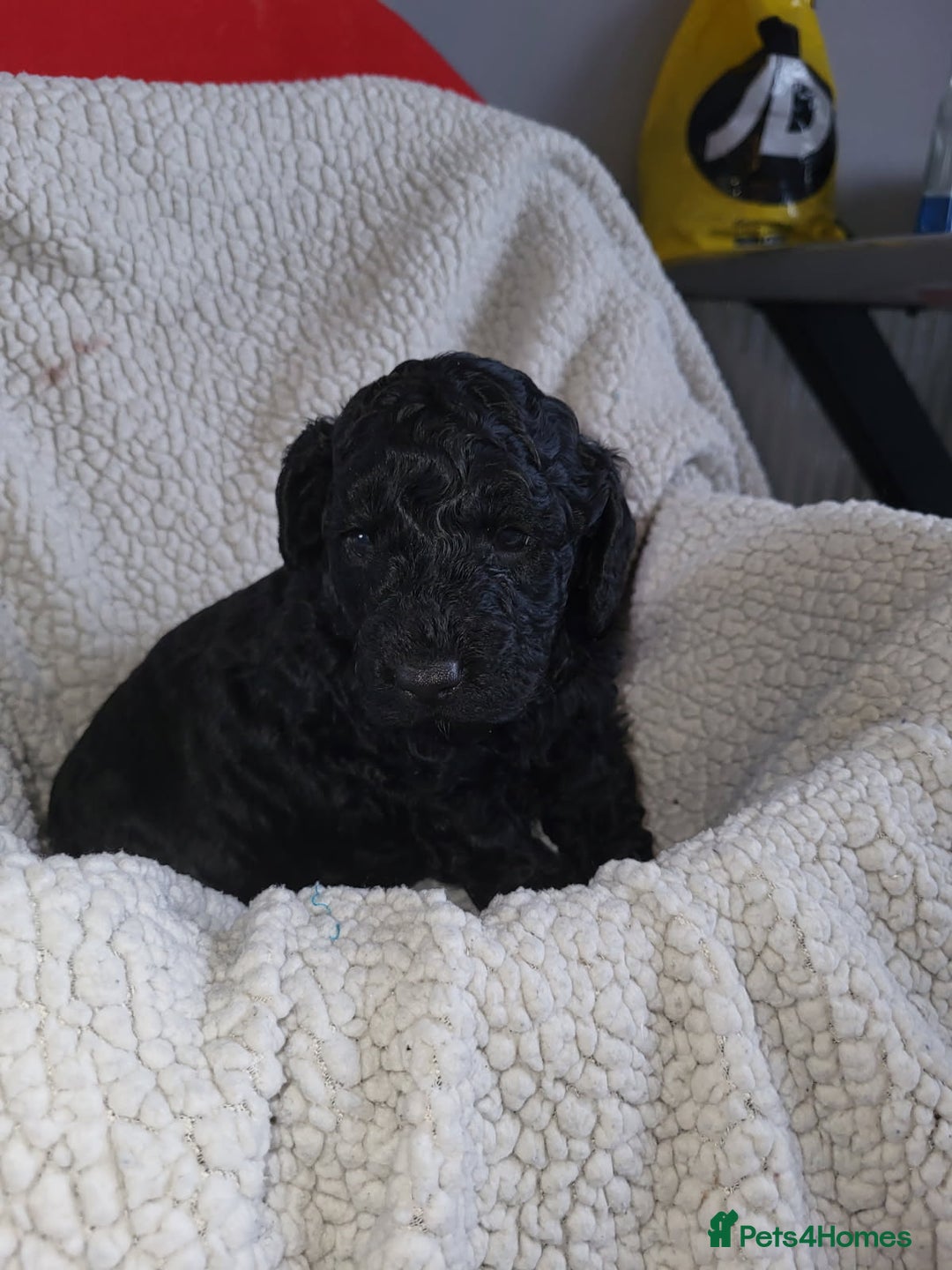 Cockapoo dogs for sale: 1 LEFT Toy f1b cokapoos🐶🐶 - Advert 8