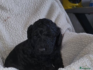 Cockapoo dogs Toy f1b cokapoos - Advert 1