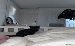 Domestic Shorthair cats for sale: Beautiful kitten 9 weeks old  - Image 4