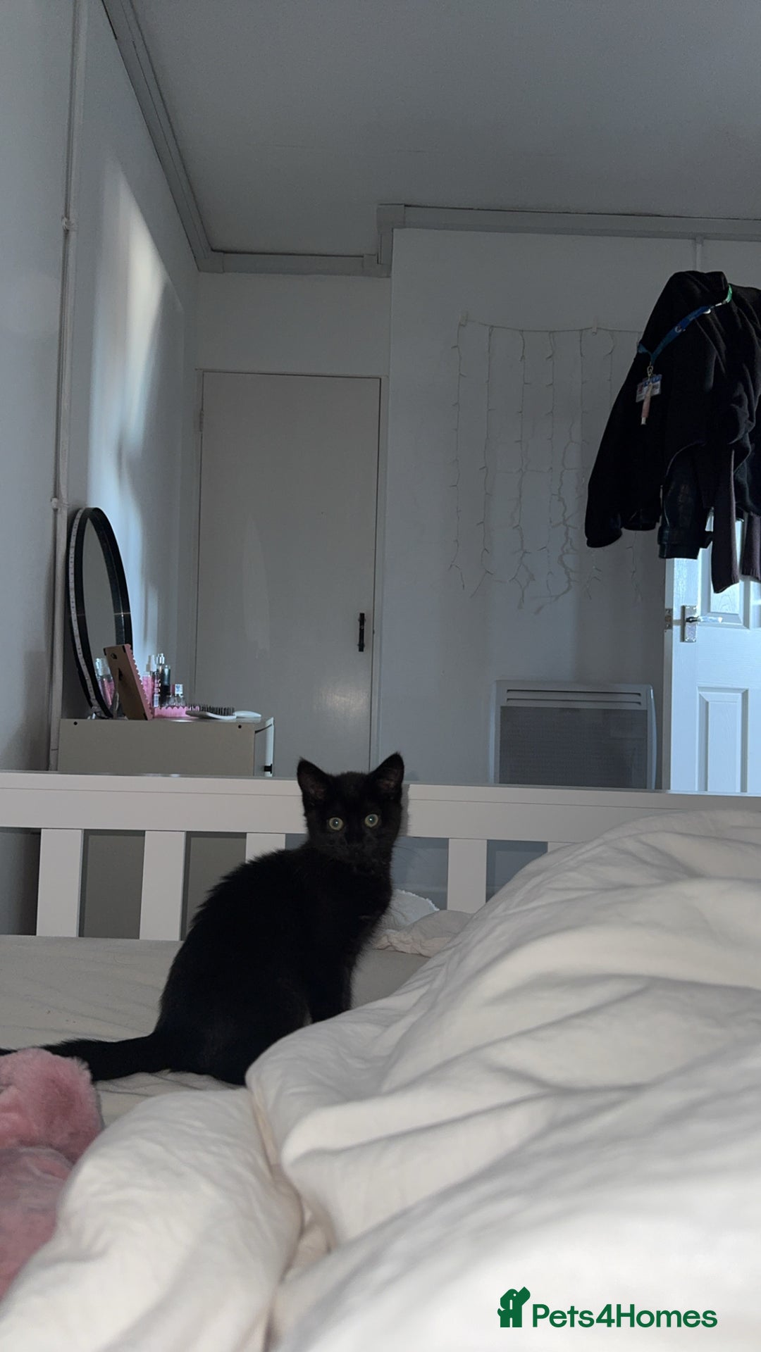 Domestic Shorthair cats for sale: Beautiful kitten 9 weeks old  - Image 4