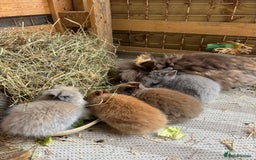 Lionhead rabbits for sale: Baby Rabbits - Image 2