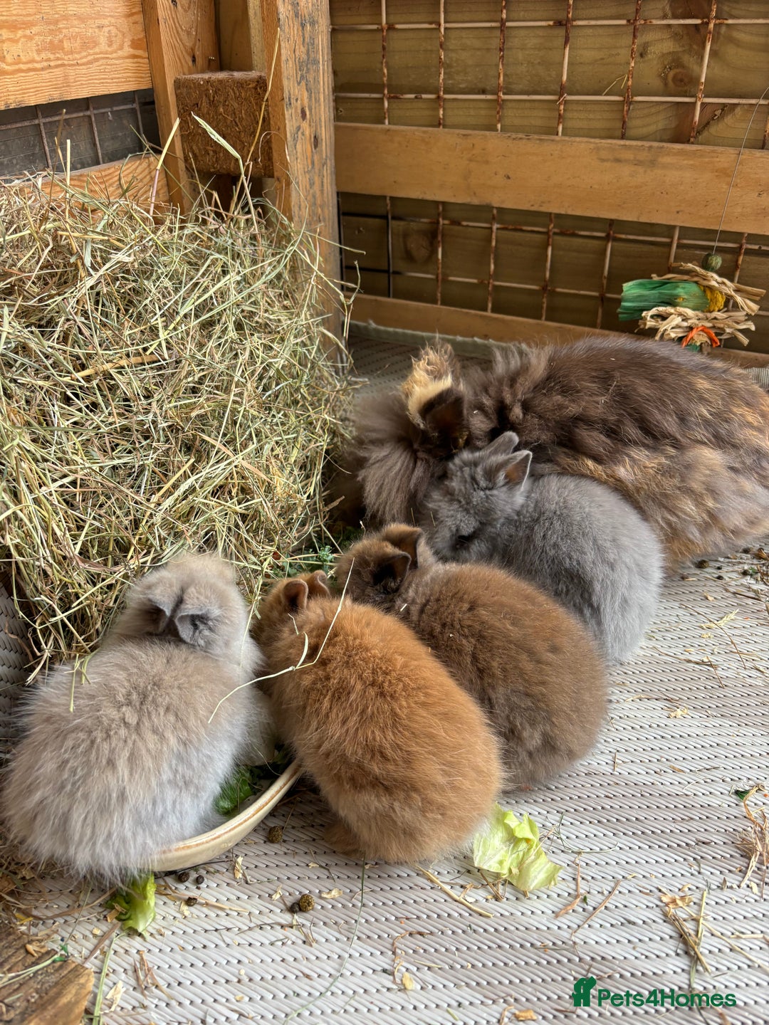 Lionhead rabbits for sale: Baby Rabbits - Image 2