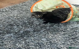 Maine Coon cats for sale: Maine coons kittens  - Image 3