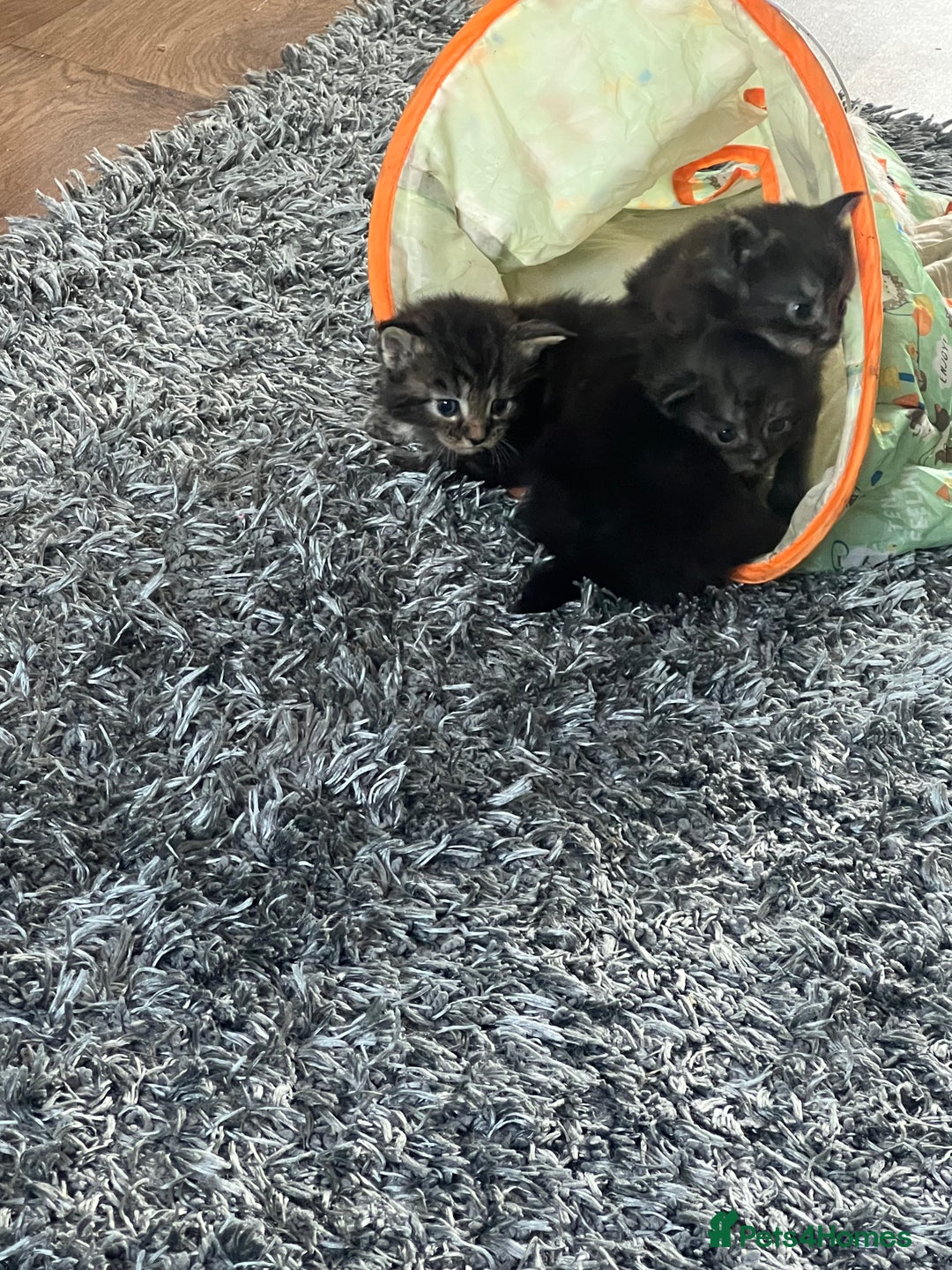 Maine Coon cats for sale: Maine coons kittens  - Image 3