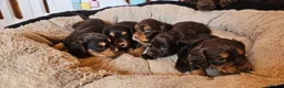 Cocker Spaniel dogs for sale: 5 STUNNING KC WORKING TYPE COCKER SPANIELS  - Advert 28