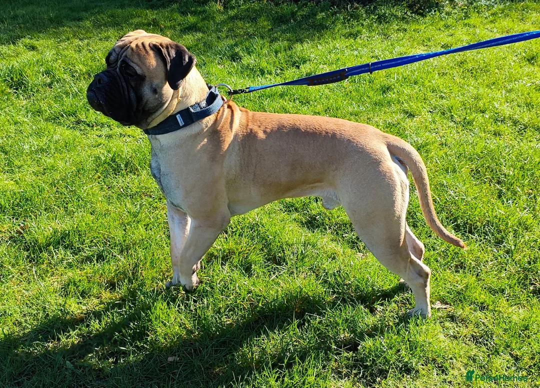Bullmastiff dogs for stud: 🐾 PROVEN GENTLE GIANT: BULLMASTIFF FOR STUD 🐾 - Advert 2