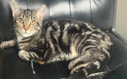 Mixed Breed cats for sale: Kittens for sale - Image 14