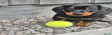 Miniature Dachshund 1