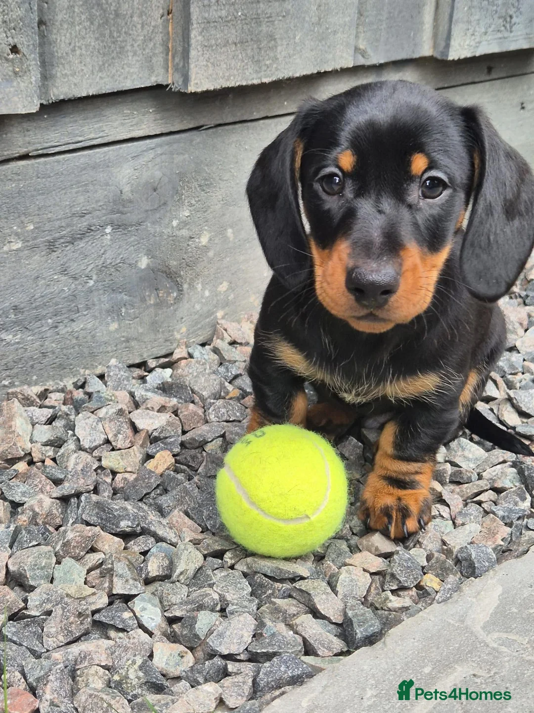 Miniature Dachshund dogs for sale: Miniature Dachshund puppies in Elgin - Advert 2