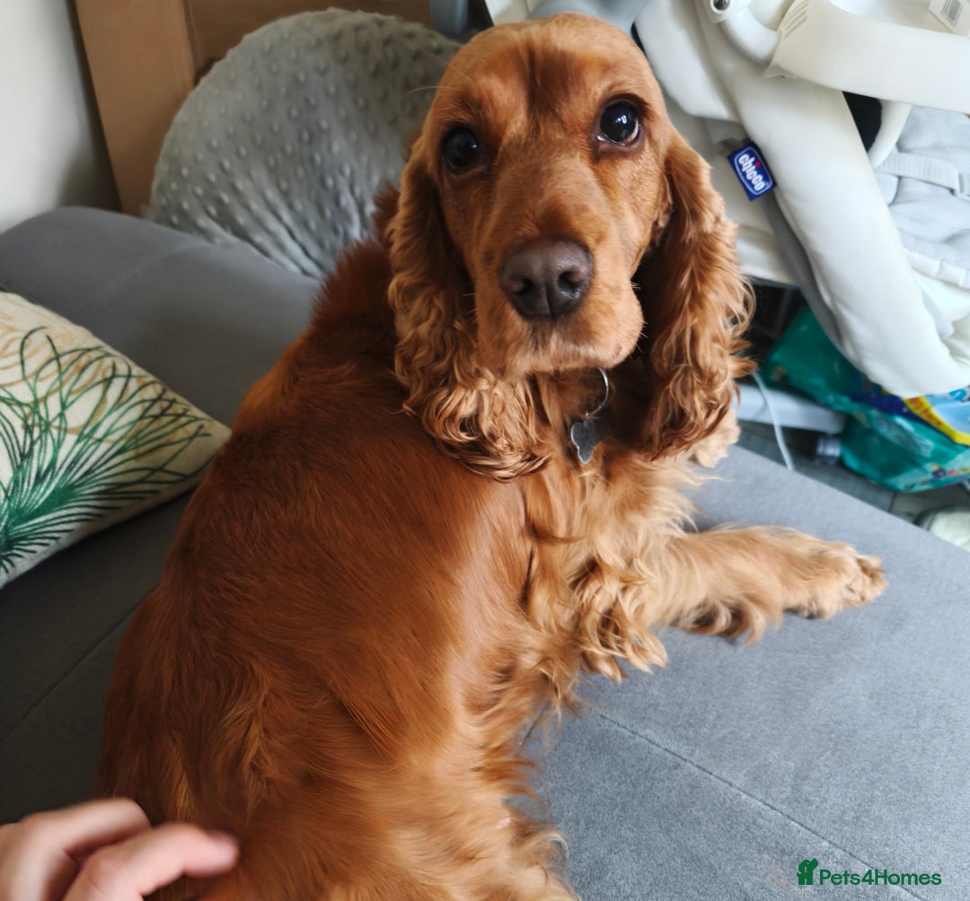 Cocker Spaniel dogs for sale: Two Cocker spaniel dogs. Girl and Boy - Advert 11