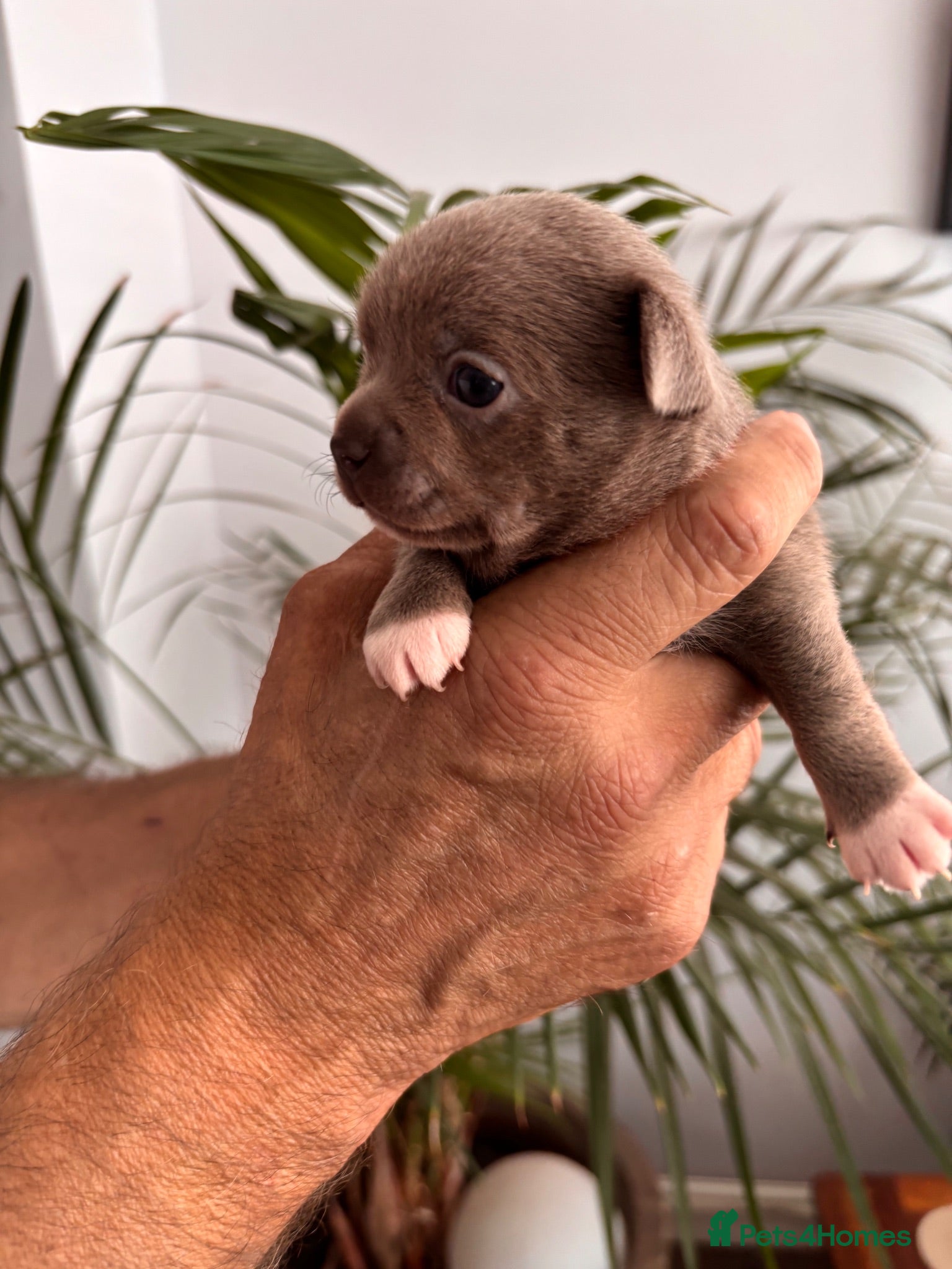 Chihuahua dogs Pure bred apple head chihuahuas ! 💕250 deposit  - Advert 2