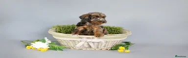 Cavapoo 3