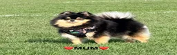 Pomeranian dogs for sale: 🌟 Luxury Pomeranian Puppies 🌟  - Advert 13
