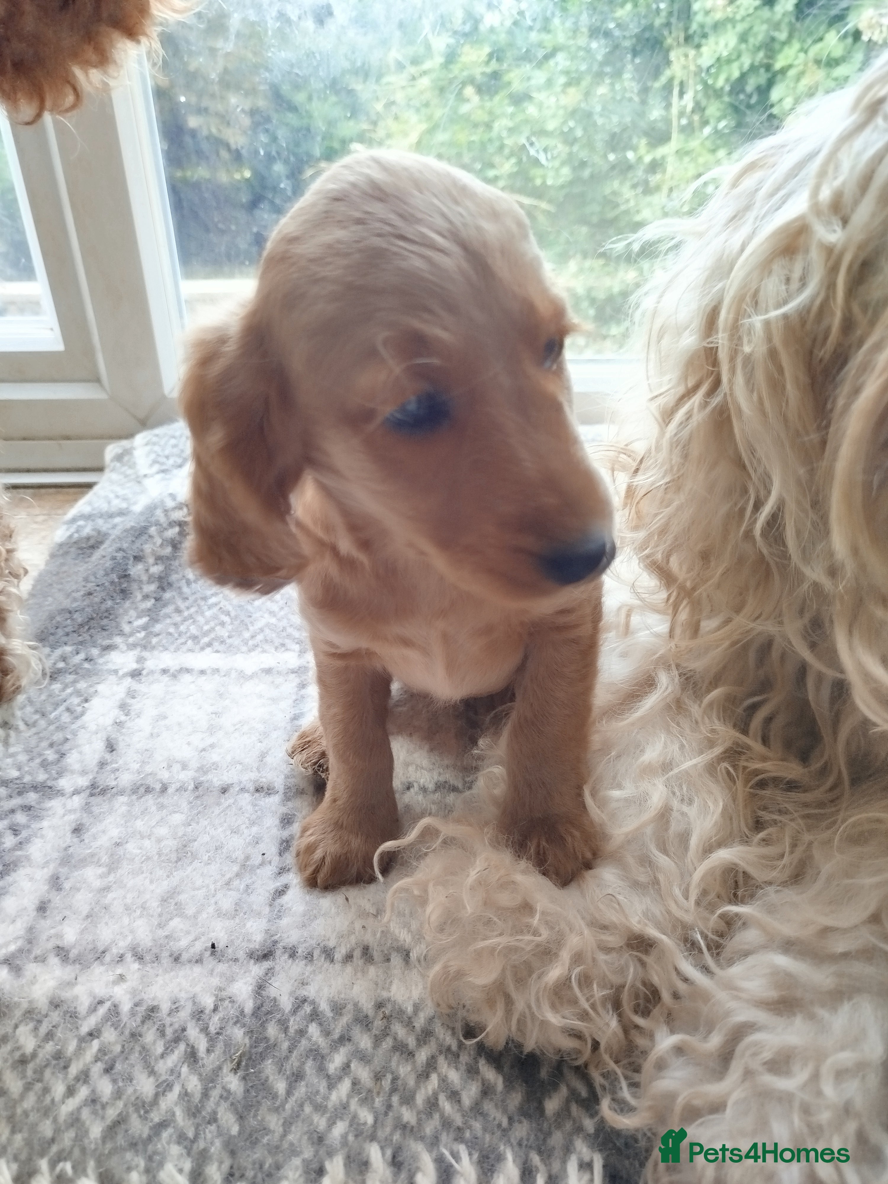 Cockapoo dogs  Cockerpoo f2 Ready to leave. - Advert 2