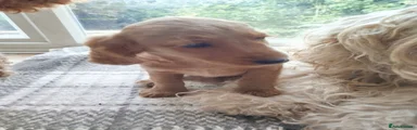 Cockapoo 3