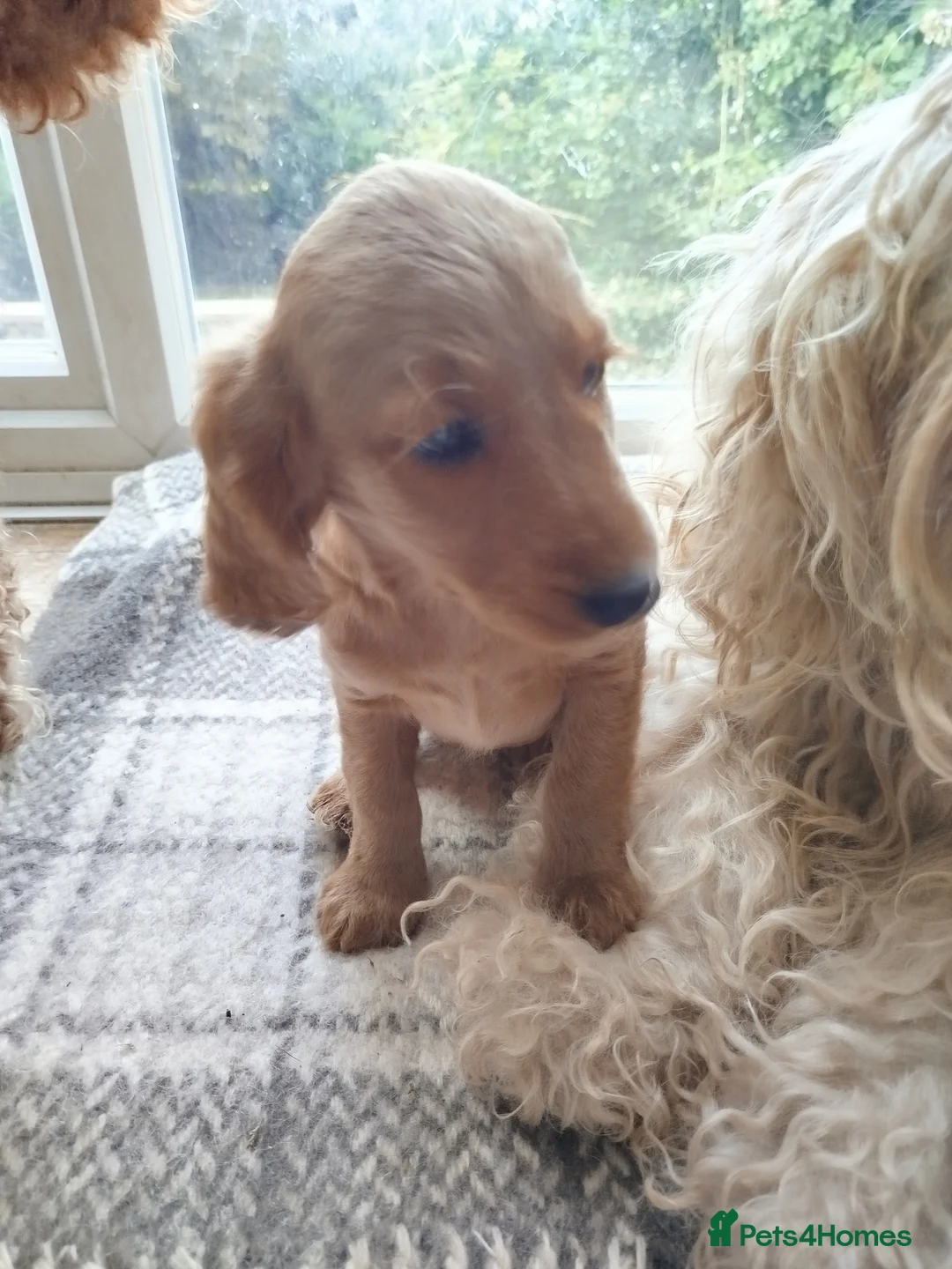 Cockapoo dogs for sale:  Cockerpoo f2 Ready to leave. - Advert 2