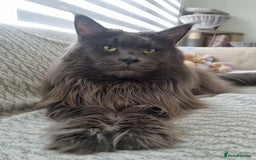 Maine Coon cats for sale: Purebred King Size Maine Coon kittens  - Image 20