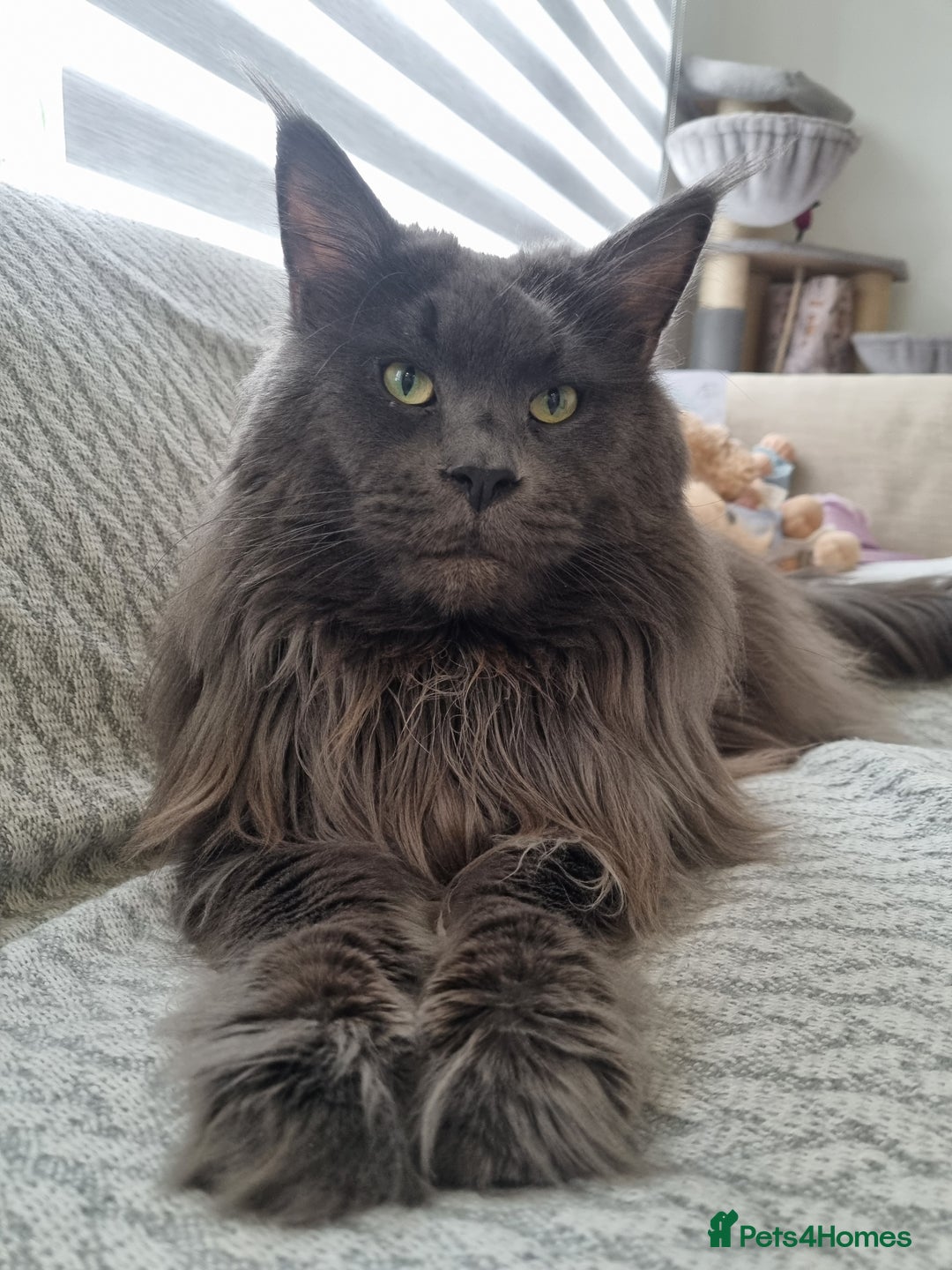 Maine Coon cats for sale: Purebred King Size Maine Coon kittens  - Image 20