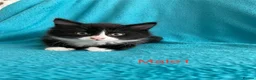 Mixed Breed cats for sale: Kittens for Sale – 4 Mixed Breed Kittens - Advert 9